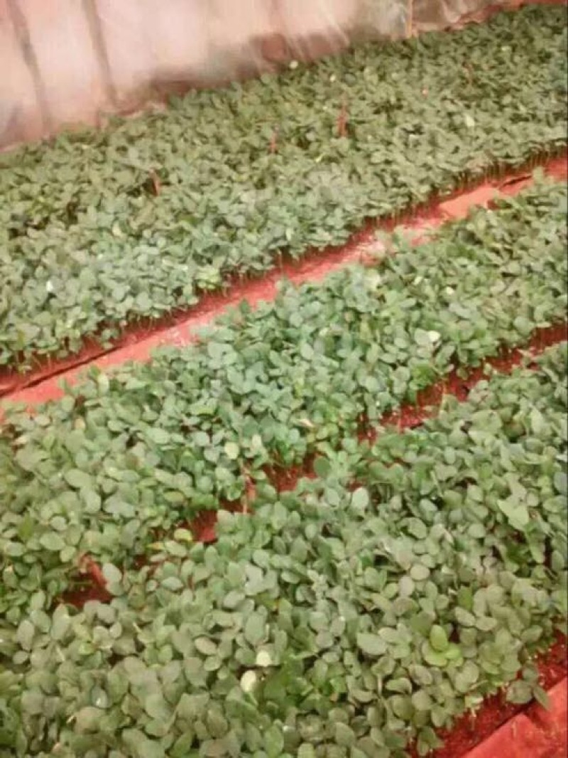 玫瑰盆花