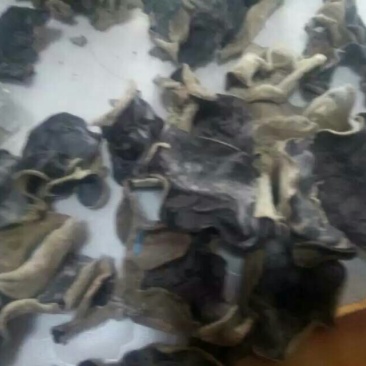 毛木耳特级