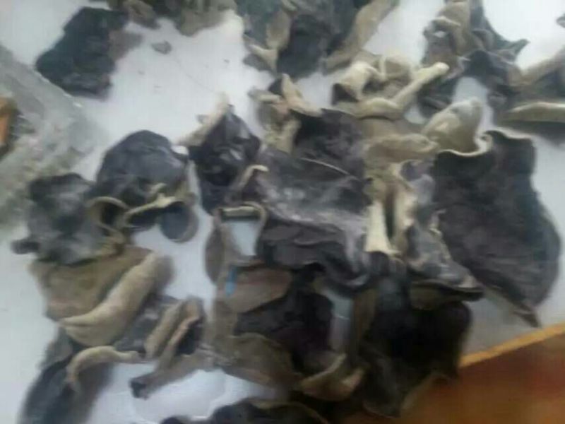毛木耳特级