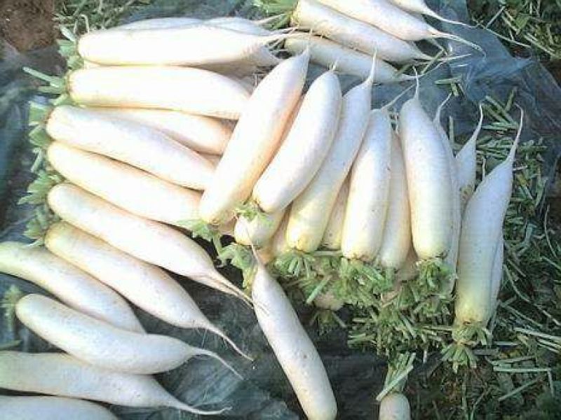 春雷白萝卜1.5~2斤起