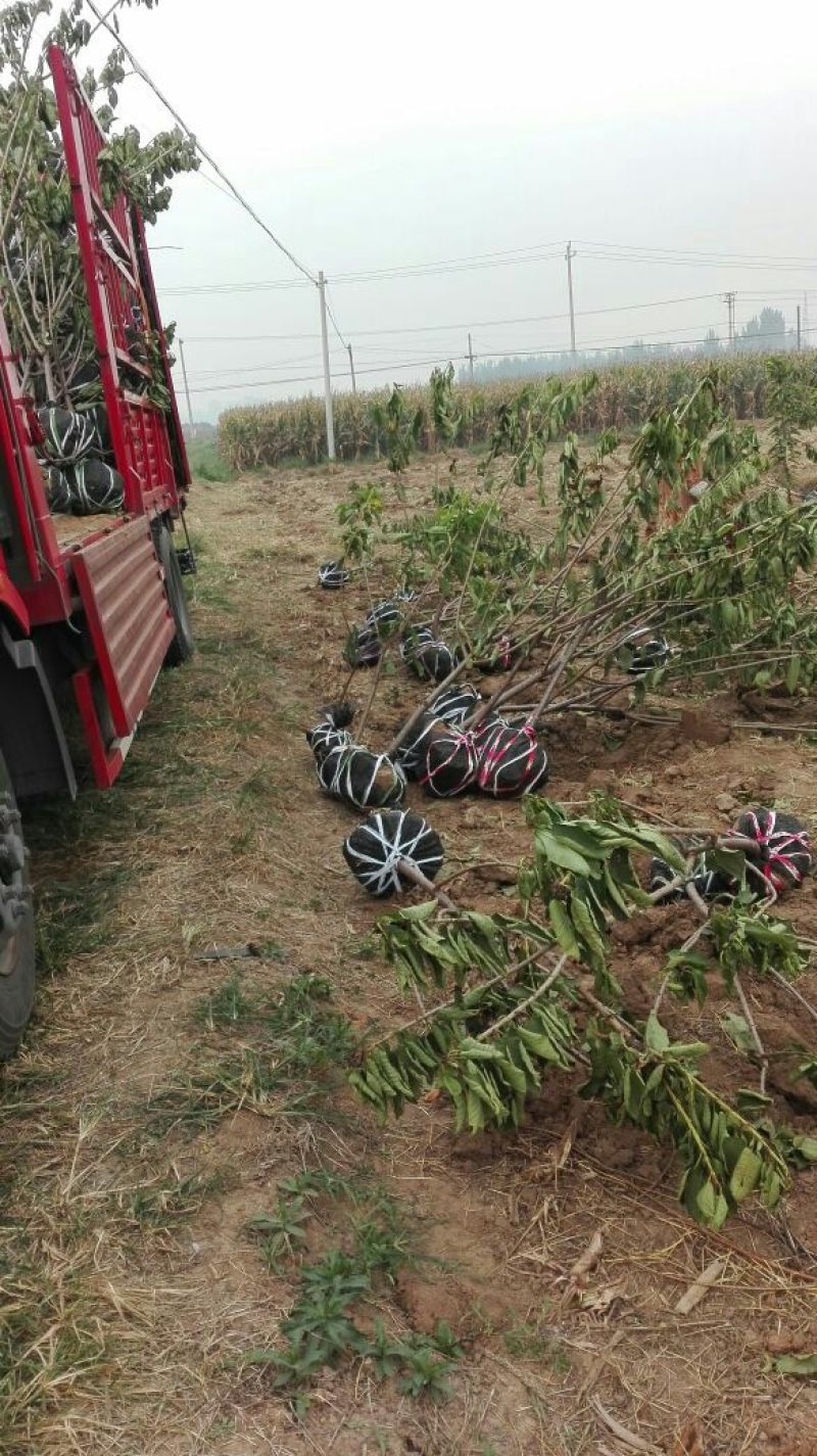葡萄树30~50cm