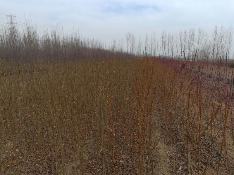沂蒙霜红桃树苗80cm以上