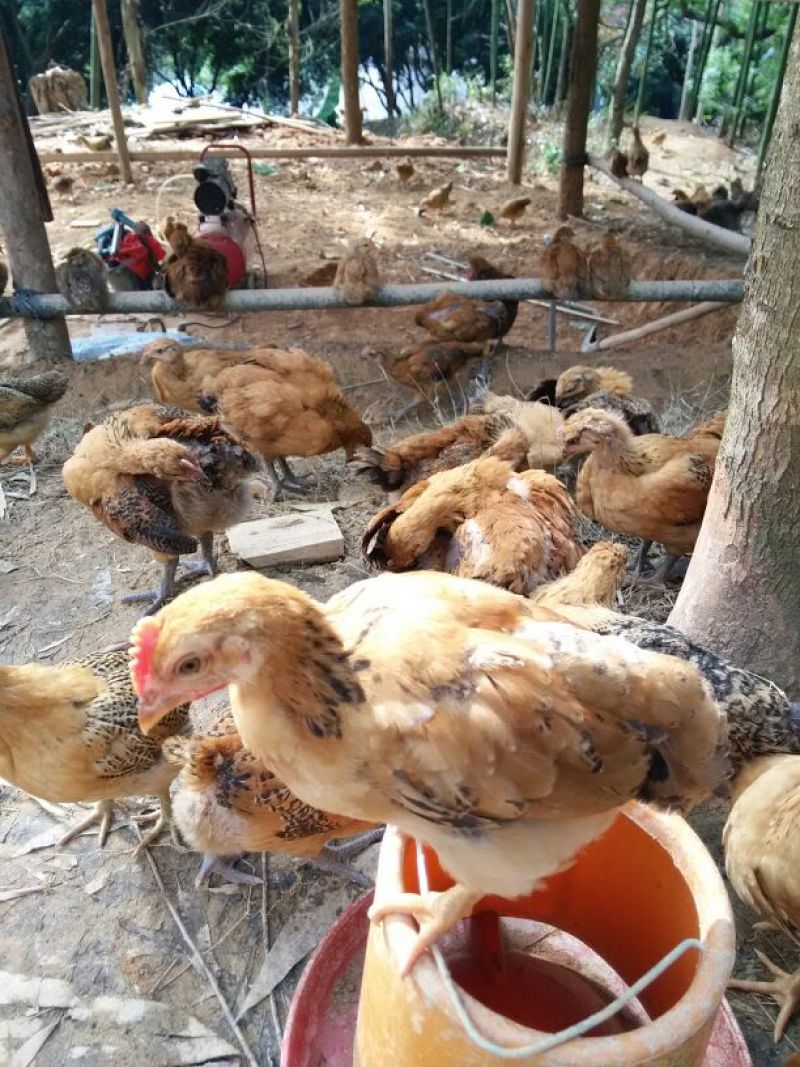 脱温鸡500克以上脱温苗