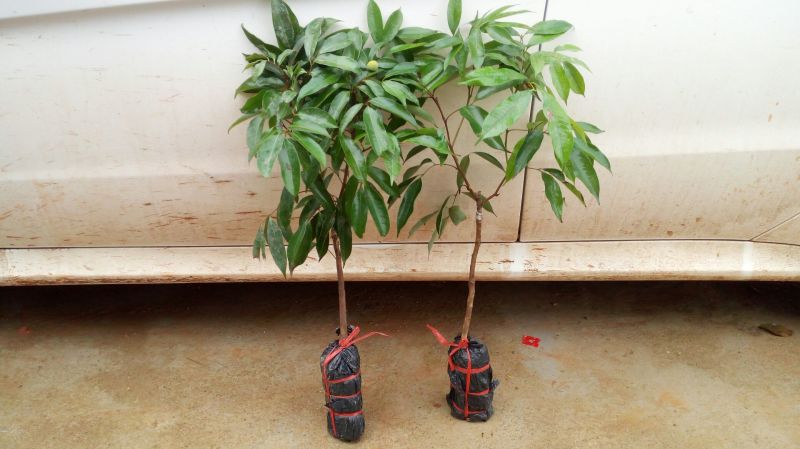果树苗荔枝苗妃子笑桂味无核荔枝苗南方种植