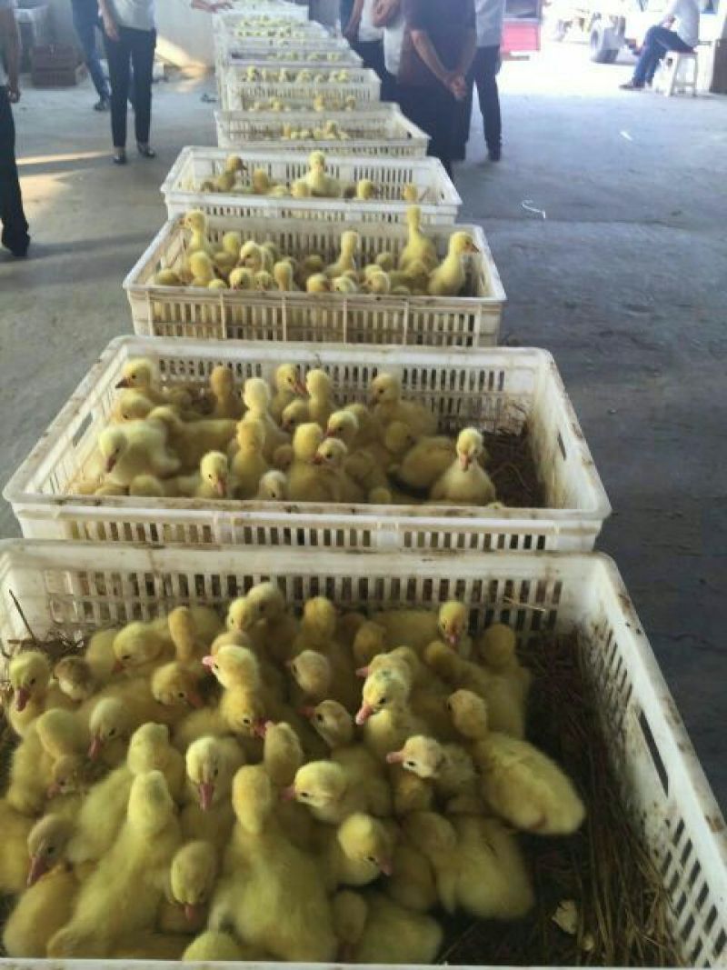 狮头鹅苗250g以下