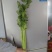 西芹50cm以上