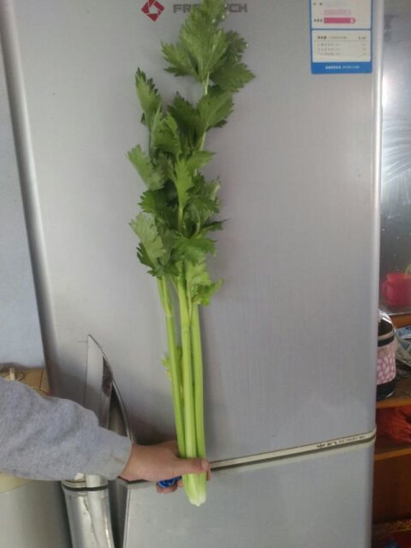 西芹50cm以上