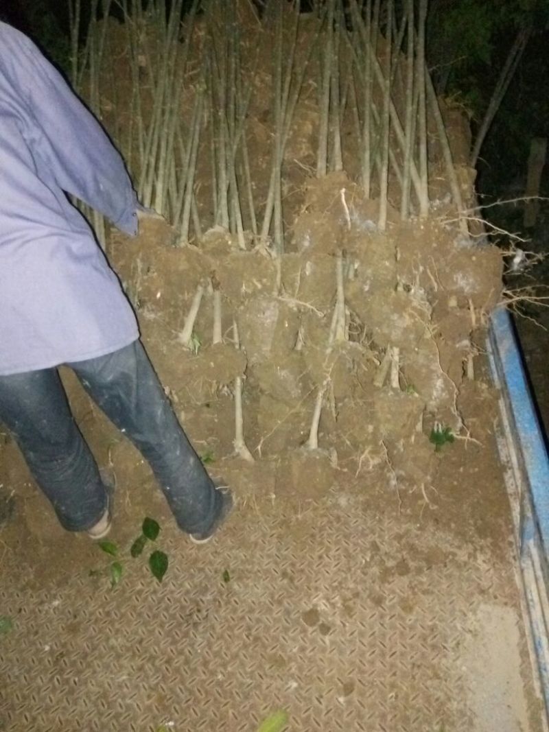 江苏大叶女价格直销无中介适合苗圃种植