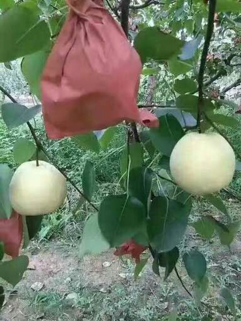 晚秋黄梨纸箱