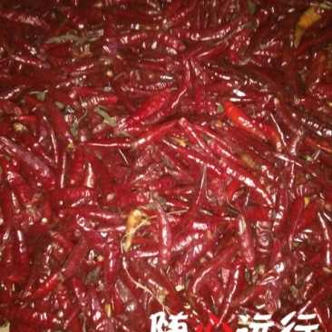 三樱椒八号上通货8成干