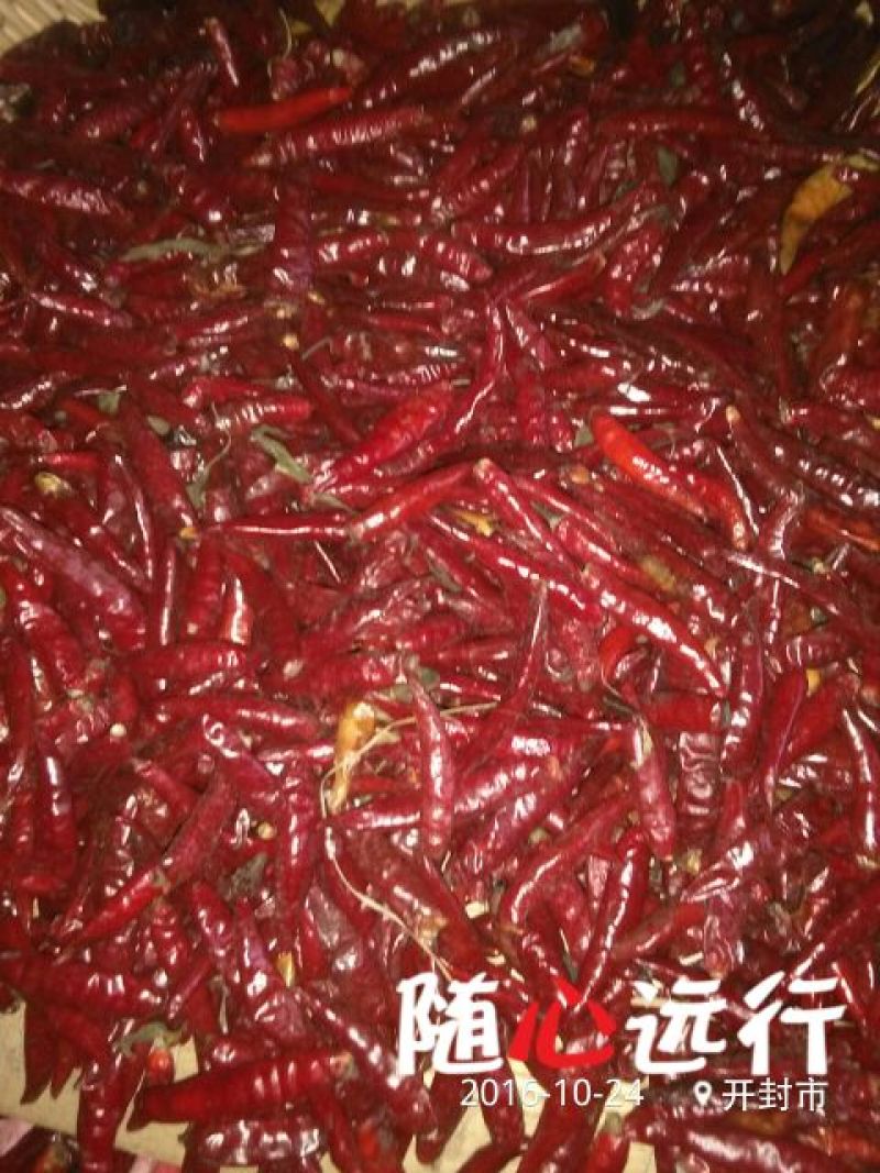 三樱椒八号上通货8成干