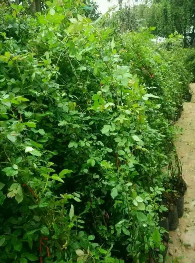 迎春花1~1.5米
