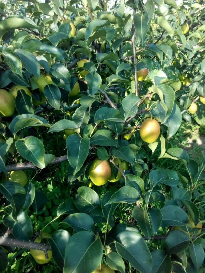 陕西红香酥梨大荔红香酥梨红香酥基地红香酥价格