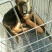狼青犬公母任选狼青幼犬出售德牧幼犬任意挑选