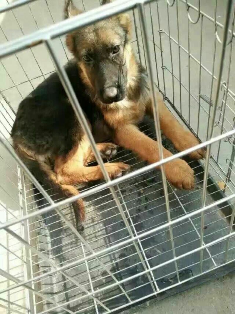狼青犬公母任选狼青幼犬出售德牧幼犬任意挑选