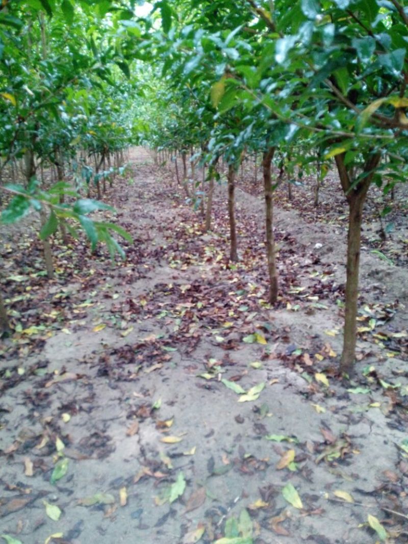 红石榴苗3公分果石榴树苗价格