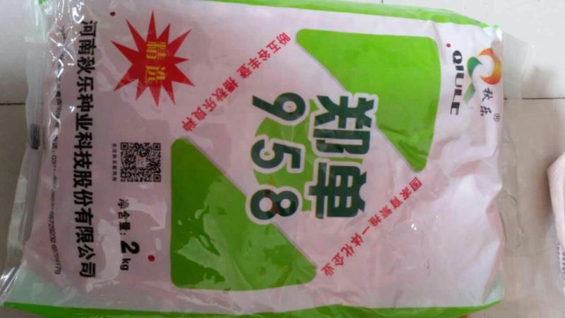 玉米种子
