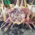 腊鸡