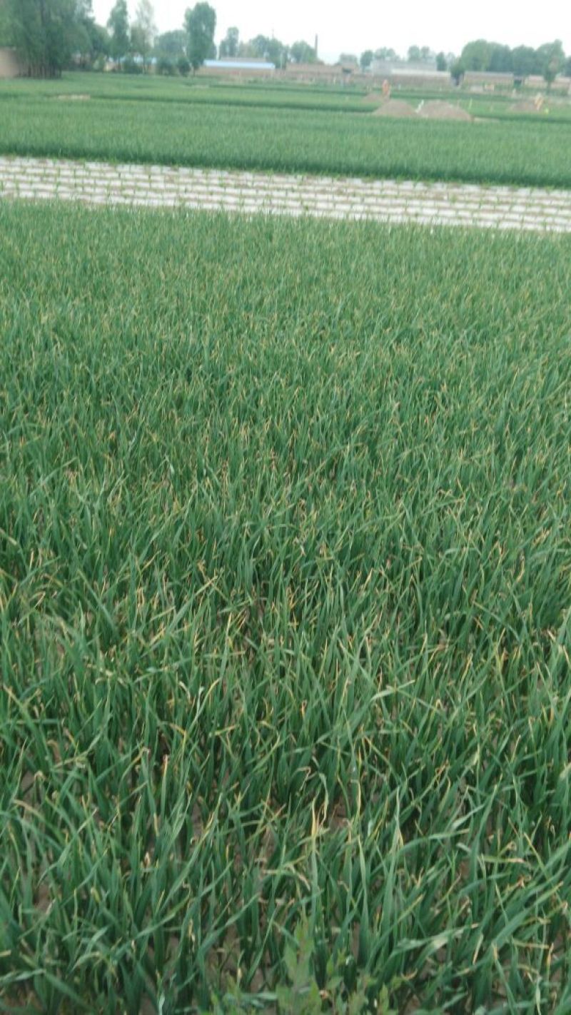 蒜苗50~60cm，货源充足，产地直销欢迎老板进店选购