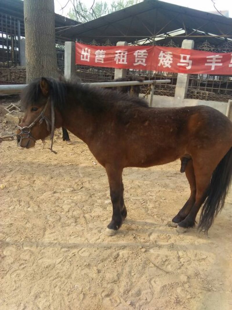 矮马100~200kg