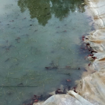 池鲤鱼食用7两
