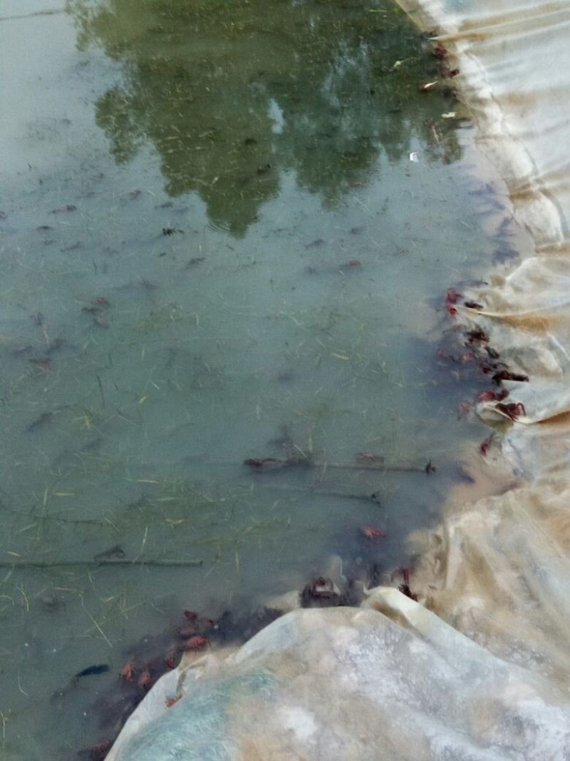 池鲤鱼食用7两
