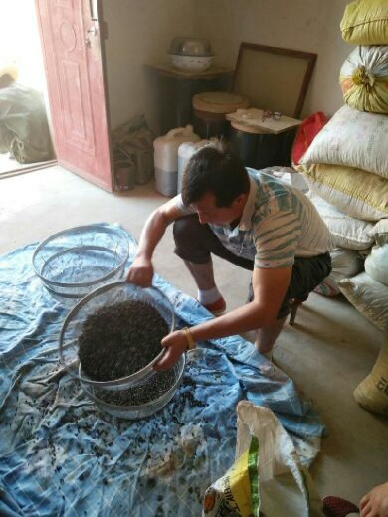 枸杞头茬