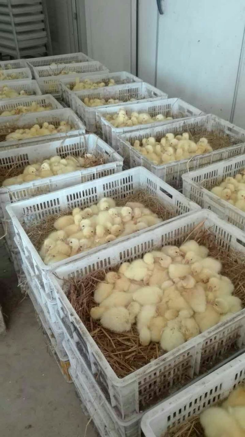 三花鹅苗250g以上