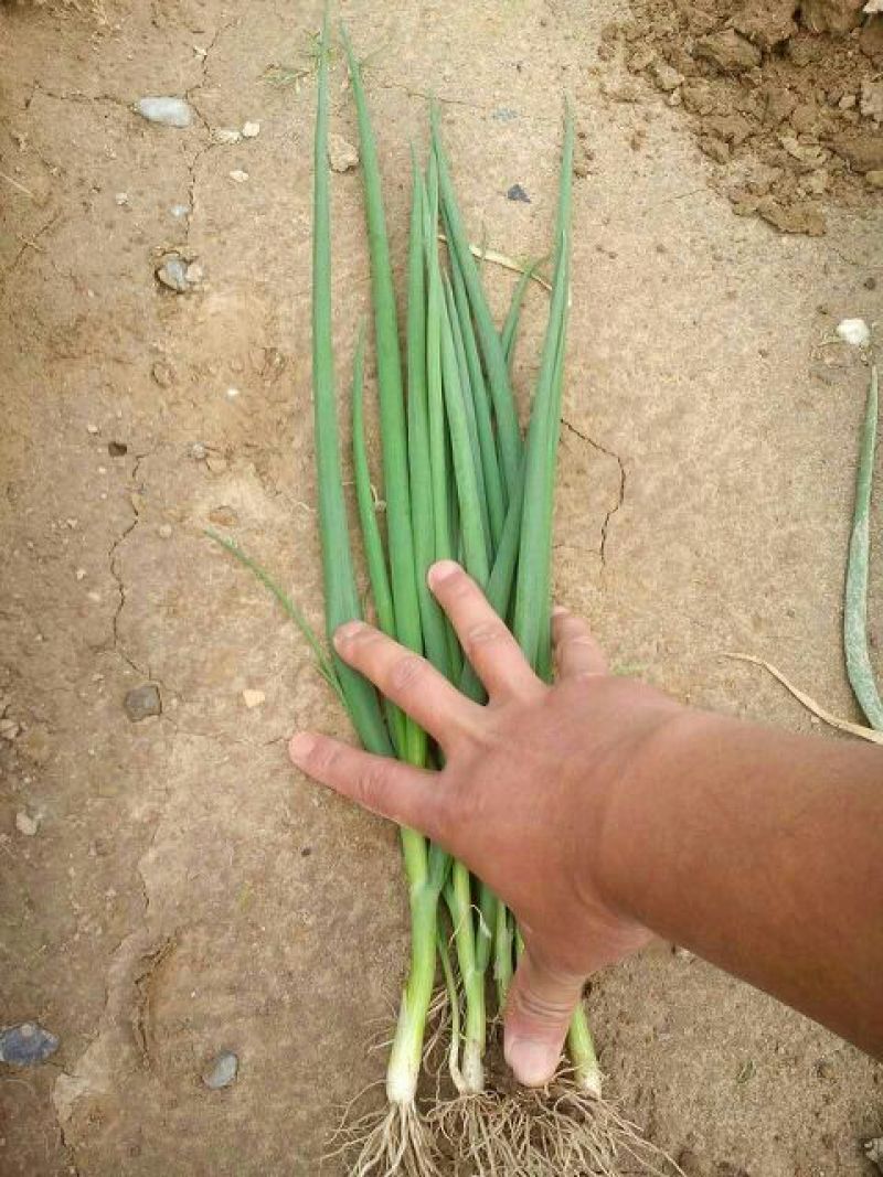 四季小葱50~55cm
