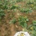 大头菜芥菜头孔明菜芥菜3两半以上每年9月左右上市