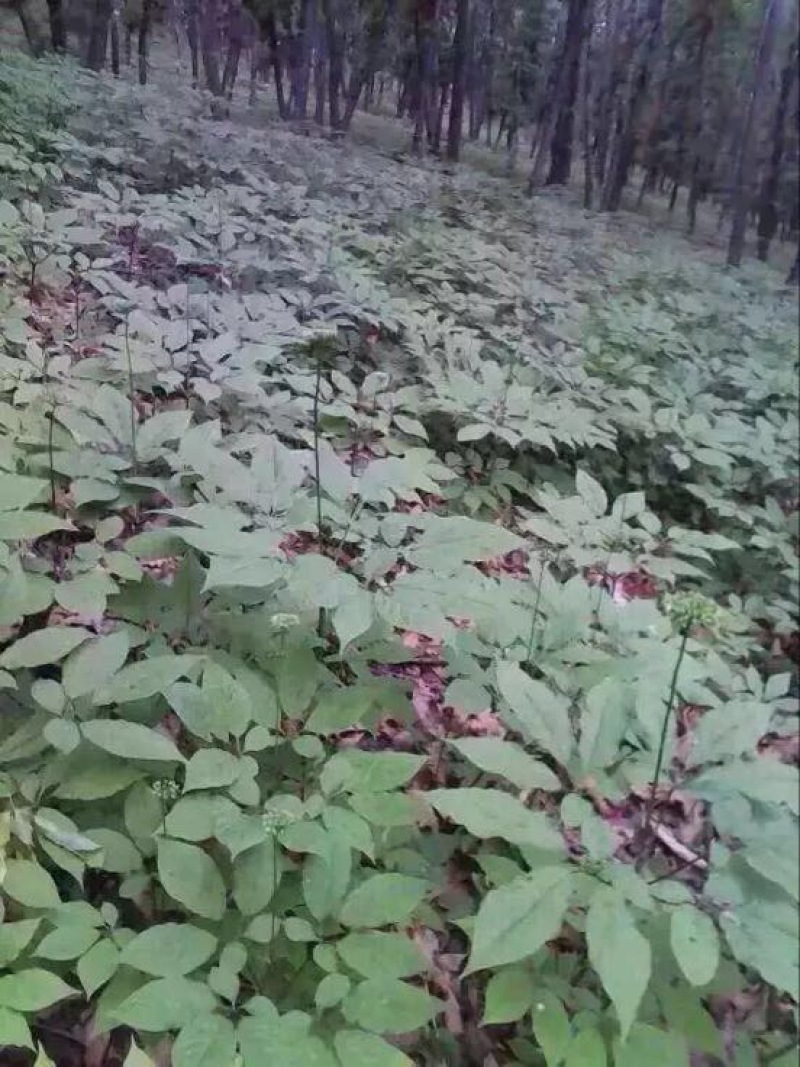 林下参