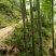 楠竹
