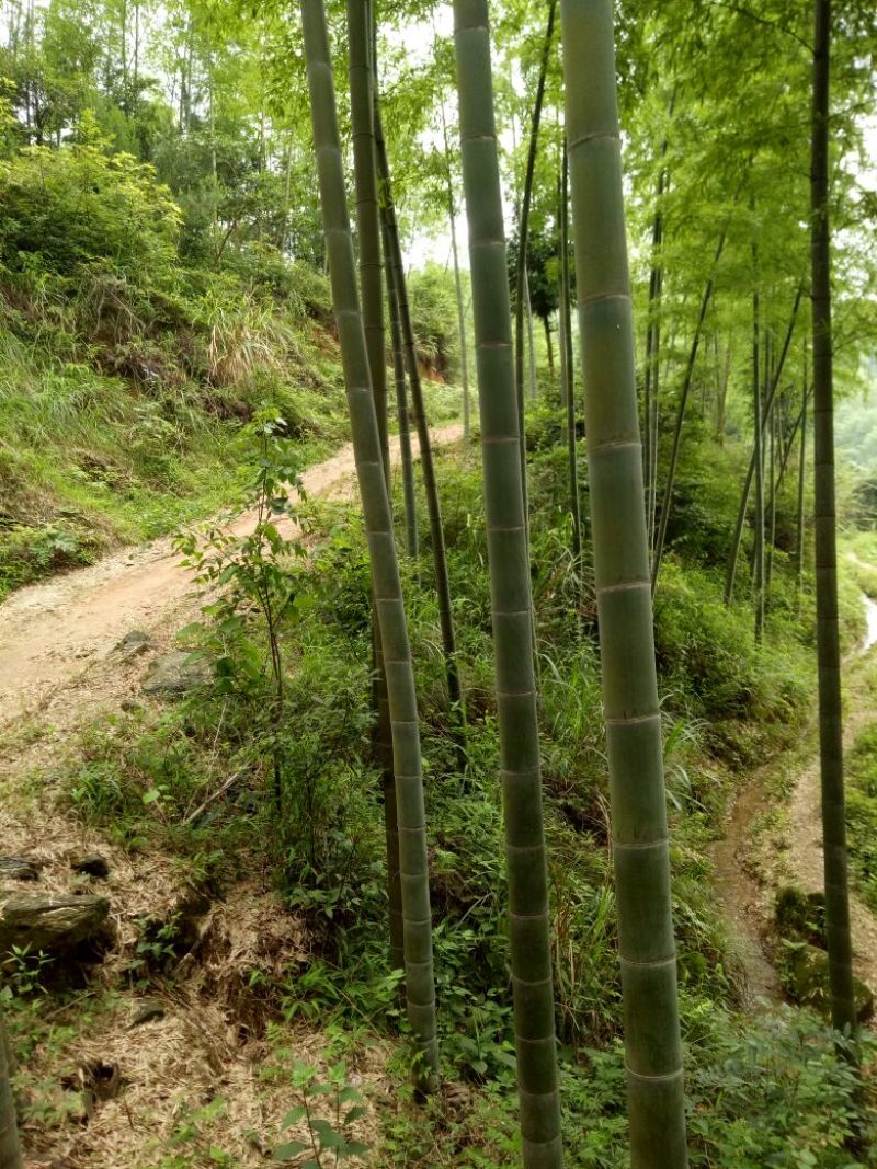 楠竹