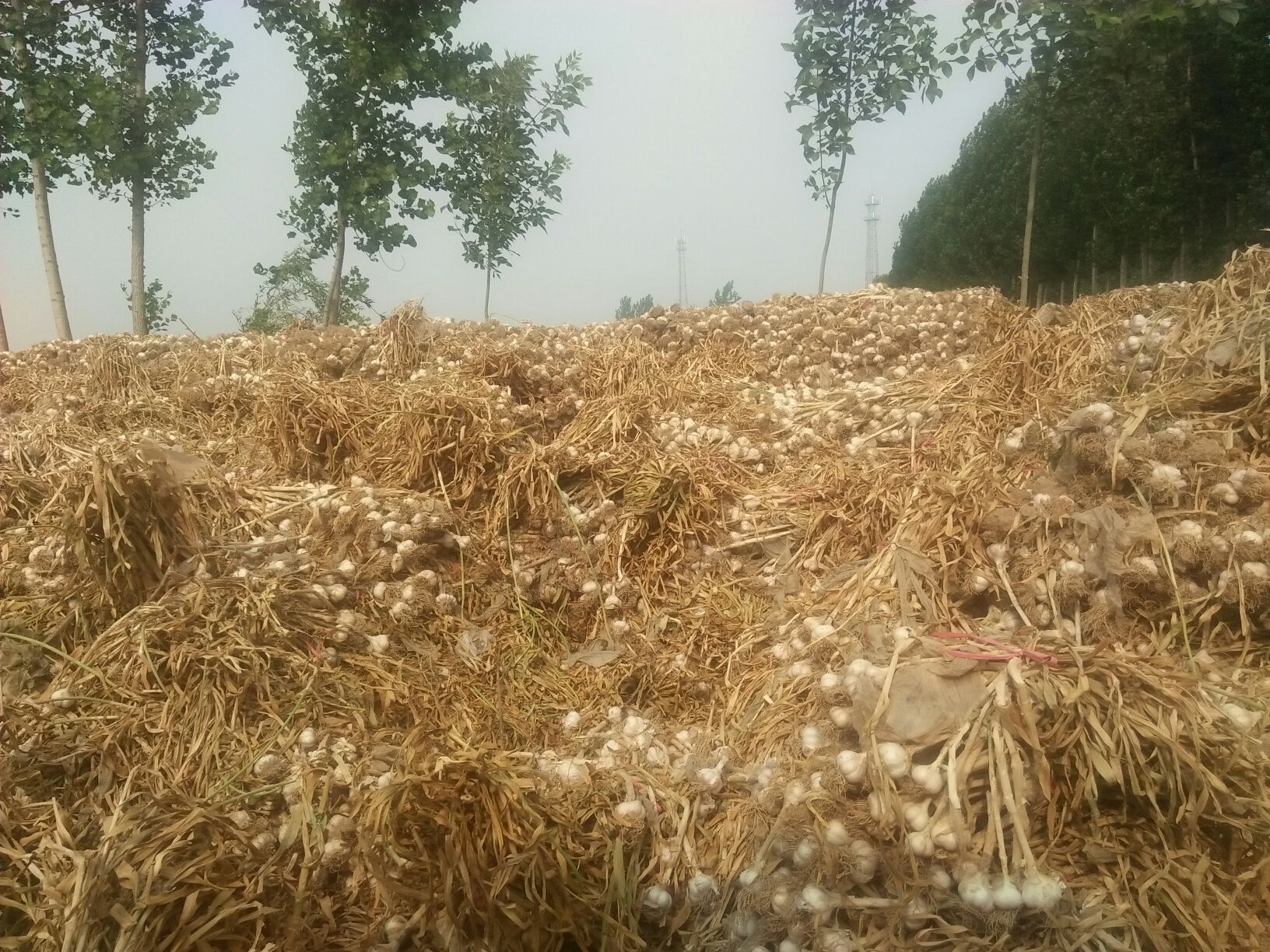 市商河县白皮蒜 5cm批发_尚明敬供应_一亩田