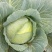 扁包菜2~3公斤