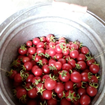 圣女果广西百色市田阳县_批发_供应-一亩田农