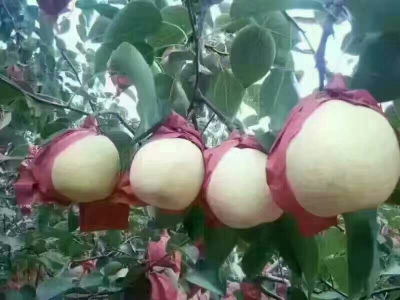 酥梨纸袋