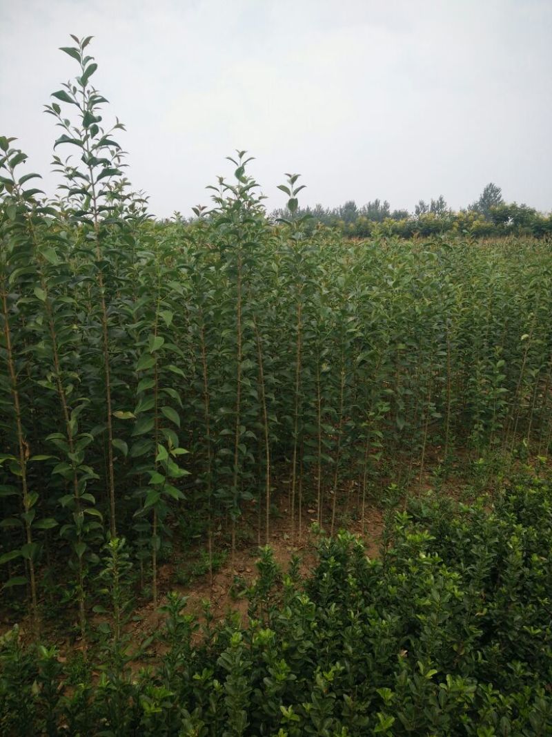 大叶女贞4cm以下