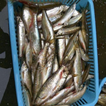 小白鱼