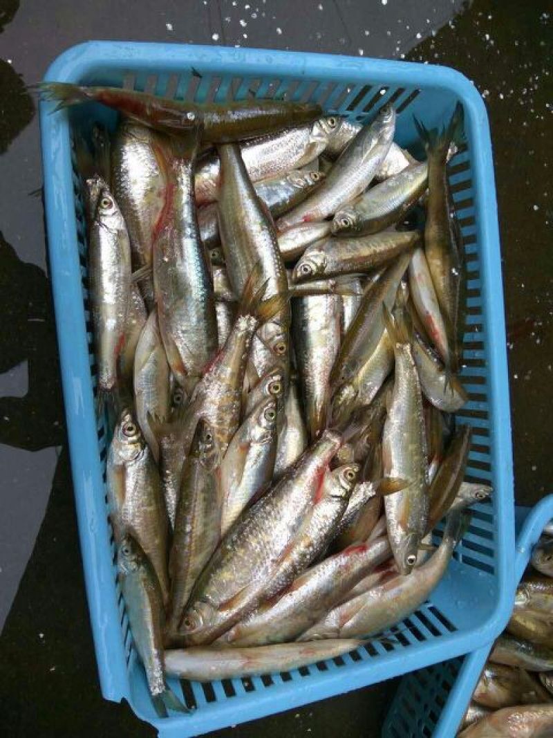 小白鱼