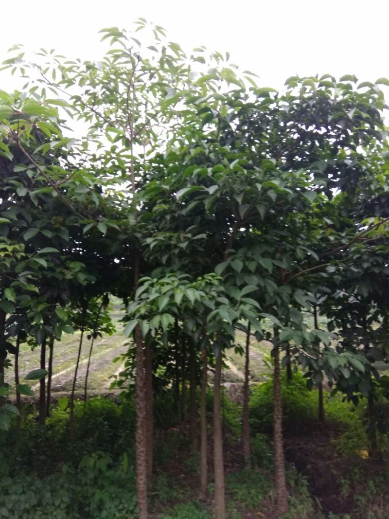 木棉12~14cm3.5~4m