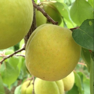 金太阳杏凯特杏