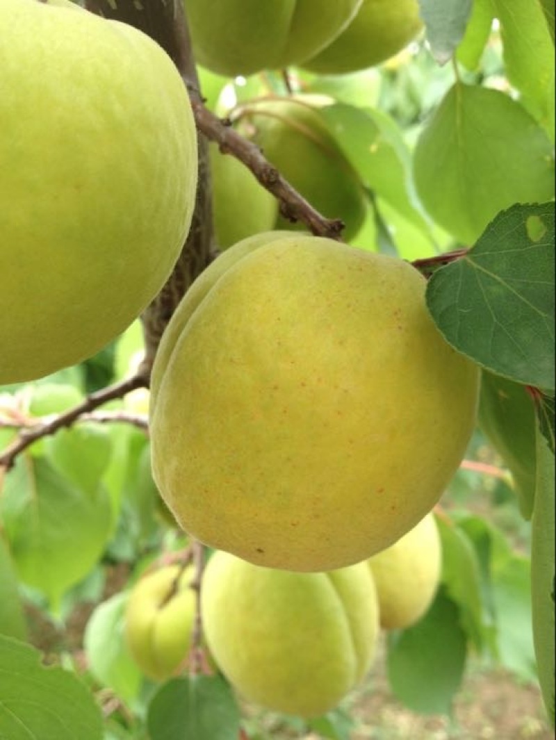 金太阳杏凯特杏