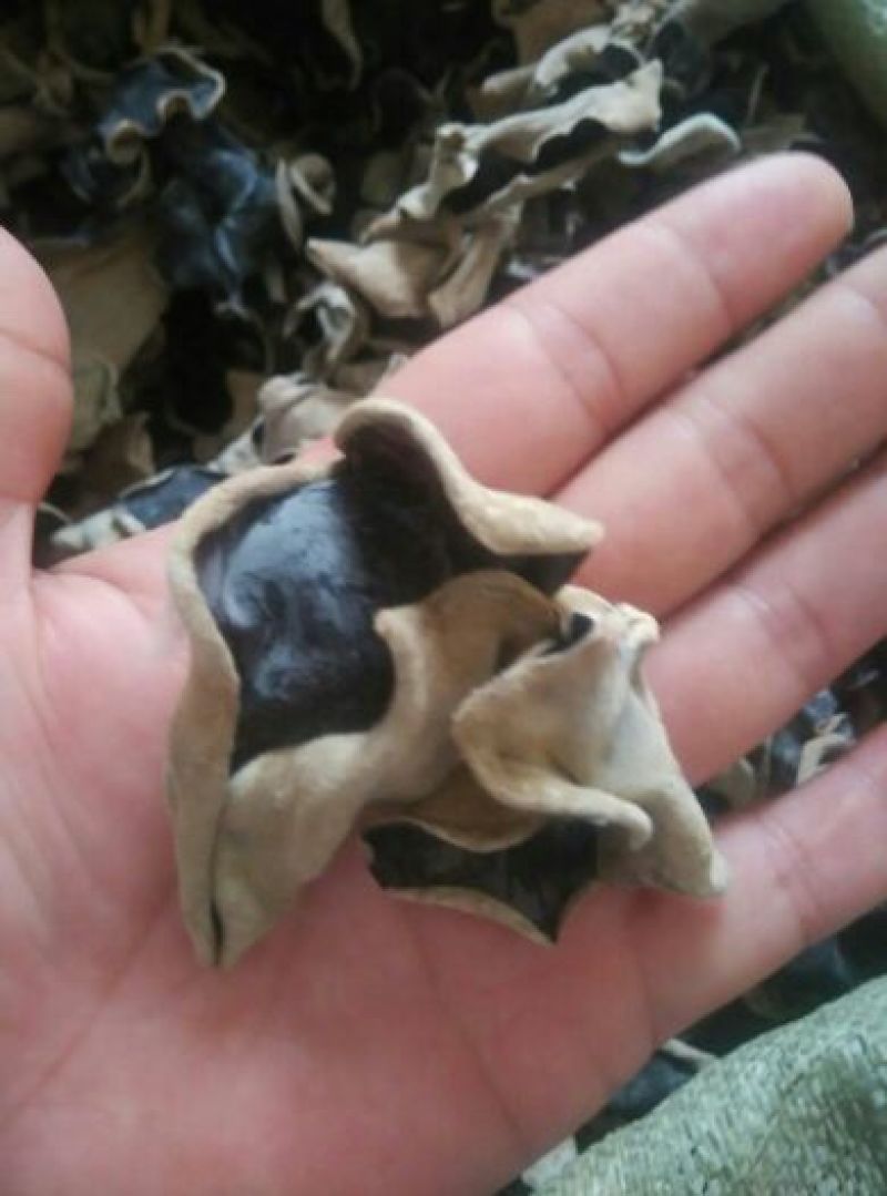 干木耳一级
