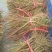 玫瑰盆花四季玫瑰地里现起苗包邮价格2.8元一颗
