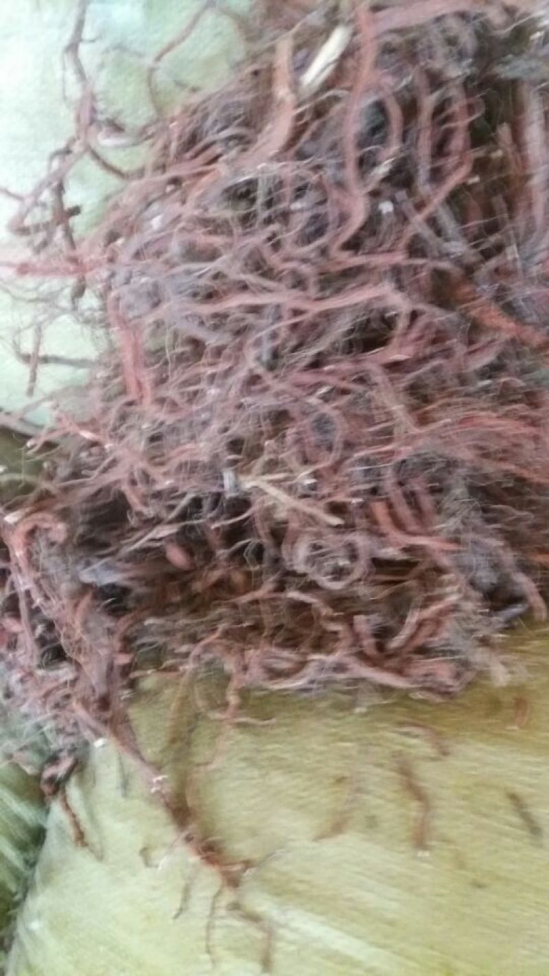 丹参统个