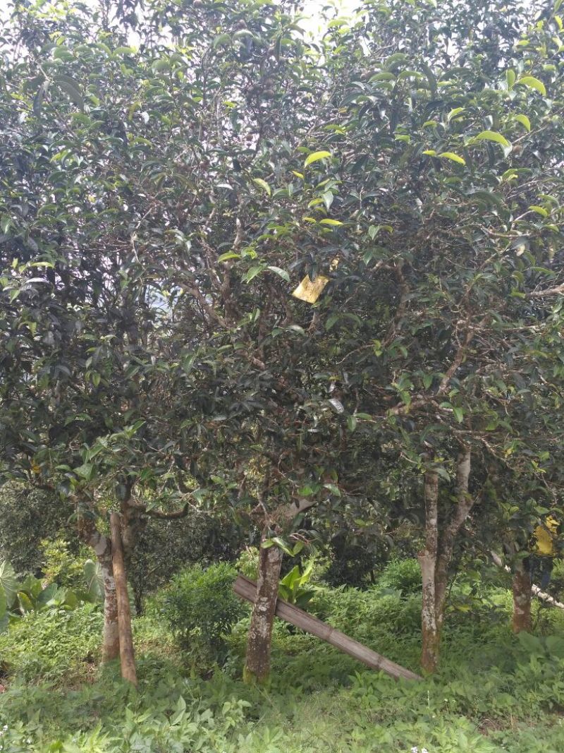 普洱茶