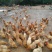 土鸡蛋食用50g以下