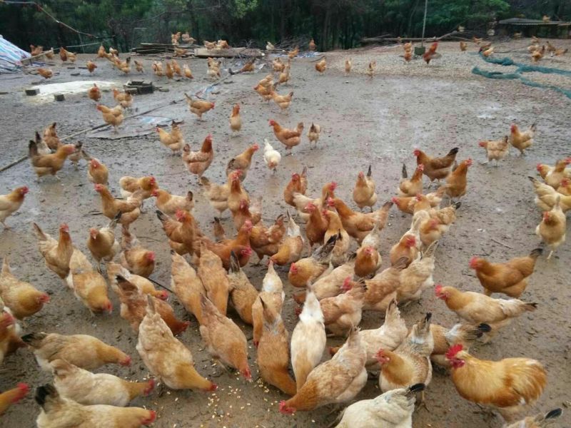 土鸡蛋食用50g以下