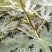 玛斯义陶芬无花果苗80cm以上
